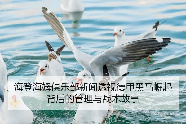 hai-deng-hai-mu-ju-le-bu-xin-wen-tou-shi-de-jia-hei-ma-jue-qi-bei-hou-de-guan-li-yu-zhan-shu-gu-shi-3-343.jpg